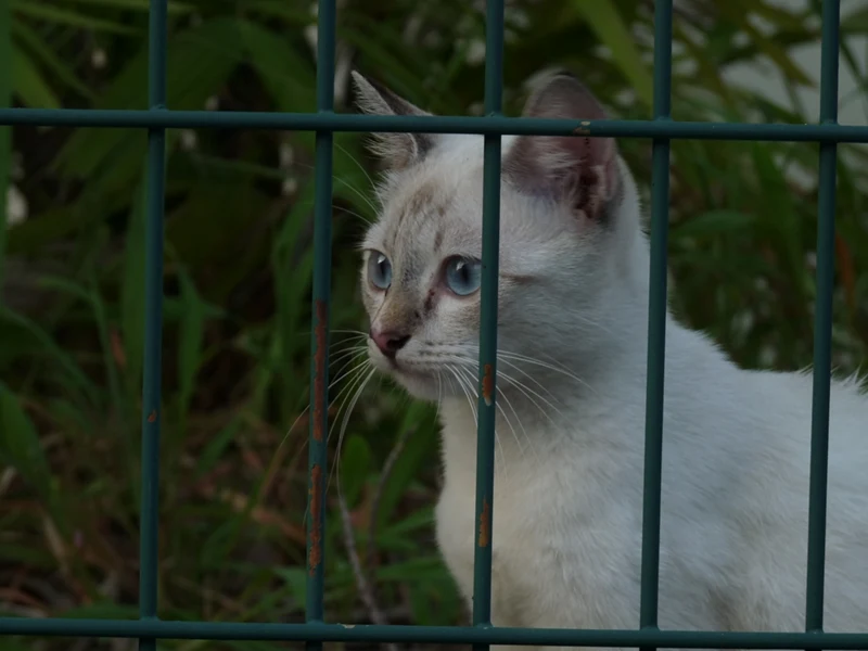 a cat behind a green fence — original